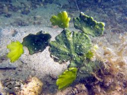 Image of Large leaf coralline algae