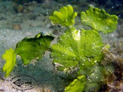 Image of Large leaf coralline algae
