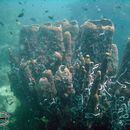 Image of Barrel sponge