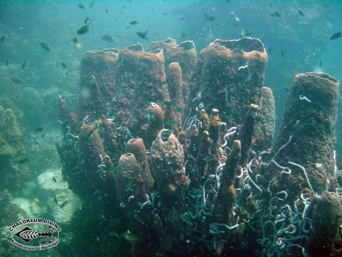 Image of Barrel sponge