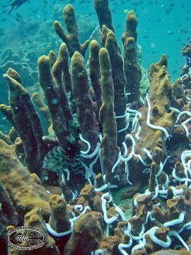 Image of Barrel sponge