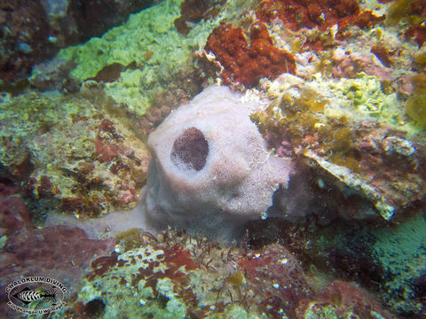 Image of Barrel sponge