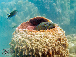 Image of Barrel sponge