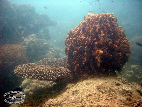 Image of Barrel sponge