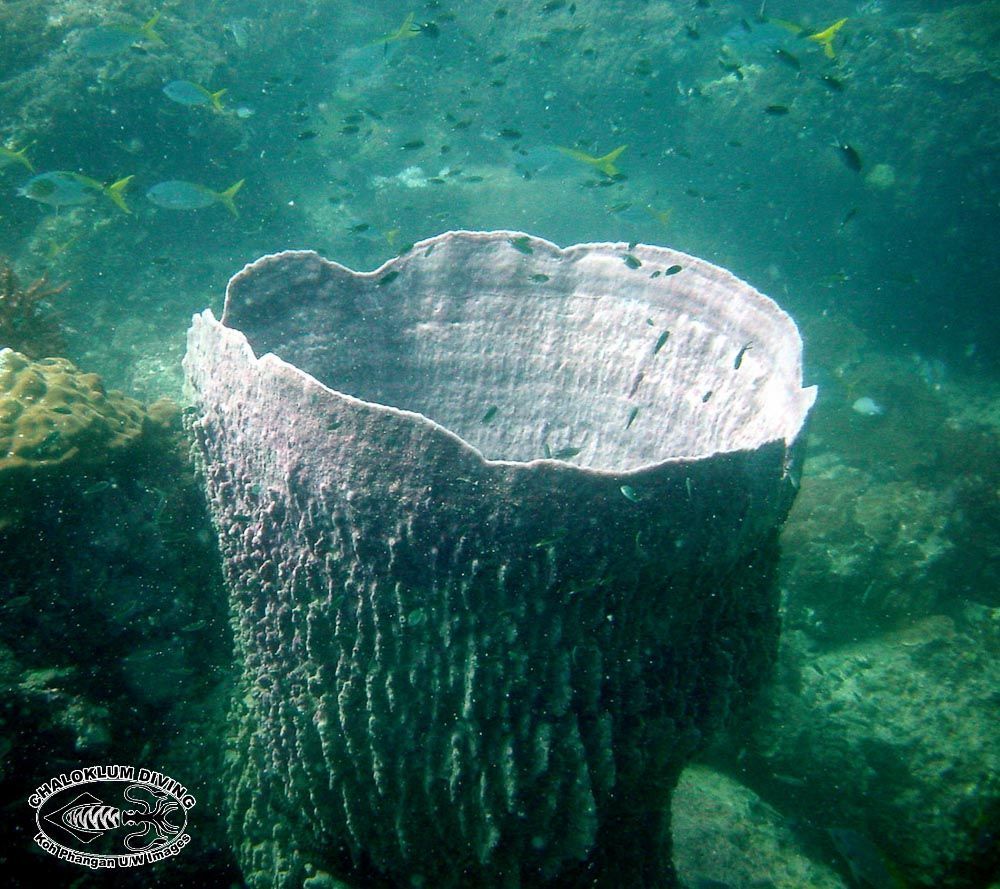 Image of Barrel sponge