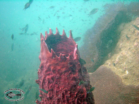 Image of Barrel sponge