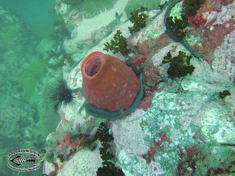 Image of Barrel sponge