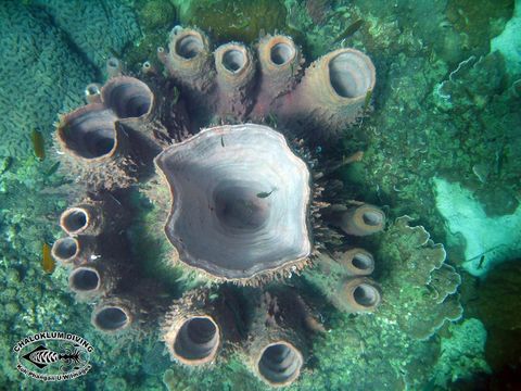 Image of Barrel sponge