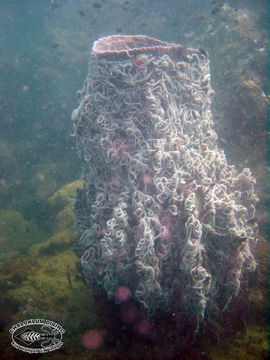 Image of Barrel sponge