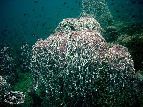 Image of Barrel sponge