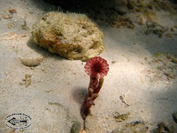 Image of Oceanapia sagittaria (Sollas 1902)