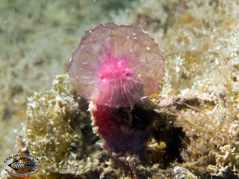 Image of Oceanapia sagittaria (Sollas 1902)