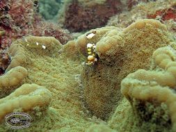 Image of Adhesive anemone