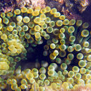 Image of bubble anemone