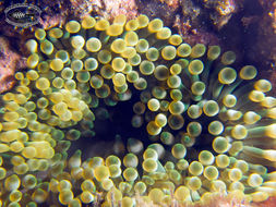 Image of bubble anemone