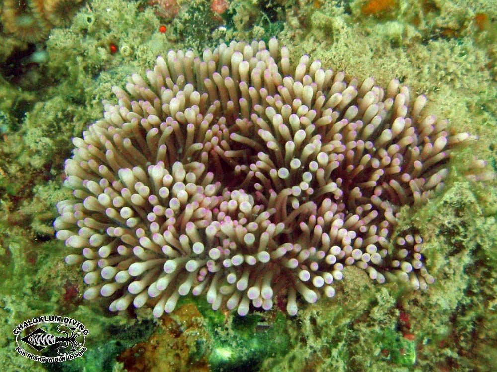 Image of bubble anemone