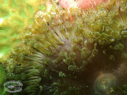 Image of bubble anemone