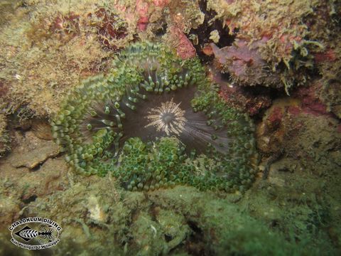 Image of bubble anemone