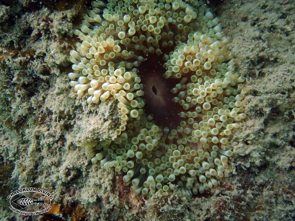 Image of bubble anemone