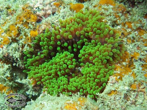 Image of bubble anemone