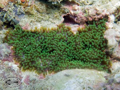 Image of bubble anemone