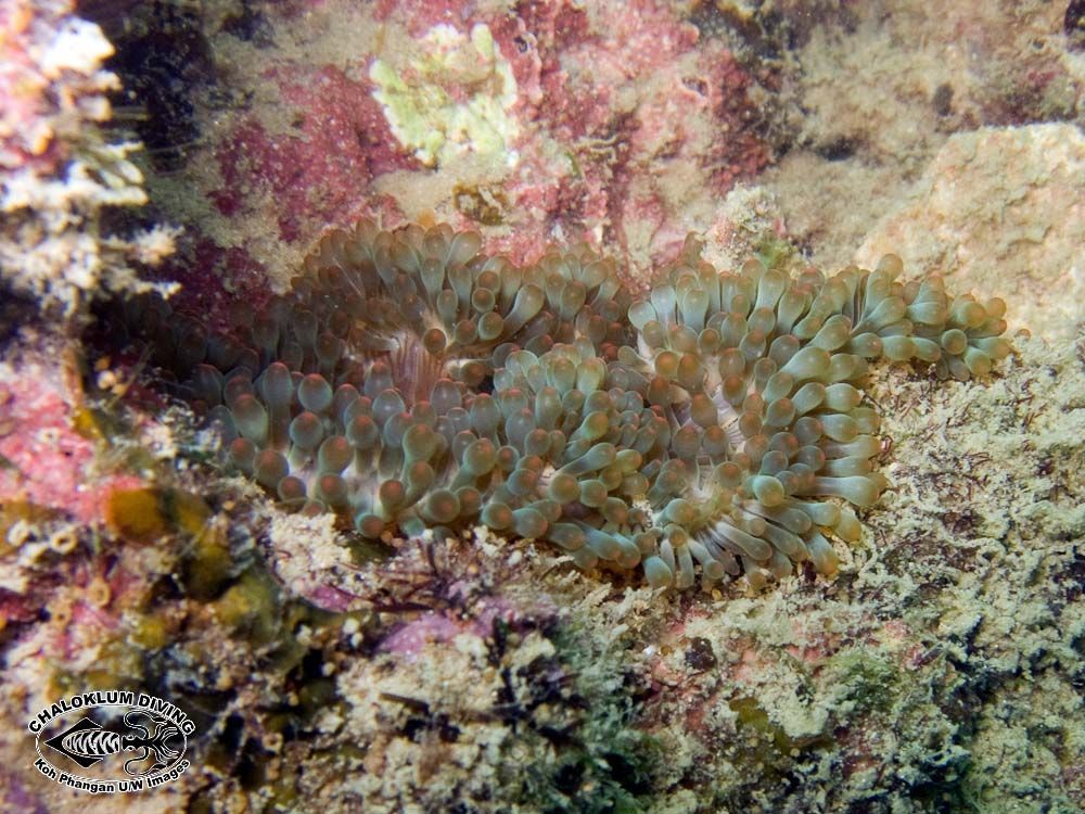 Image of bubble anemone