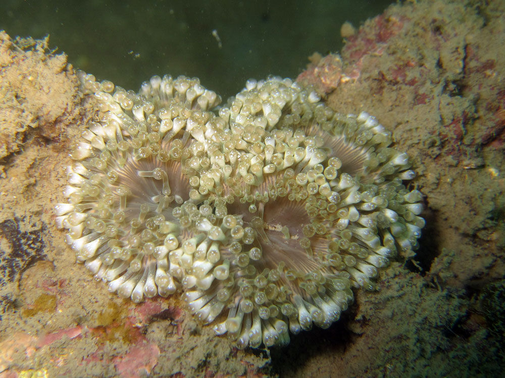 Image of bubble anemone