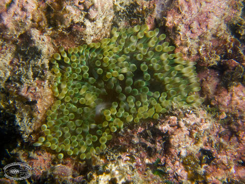 Image of bubble anemone