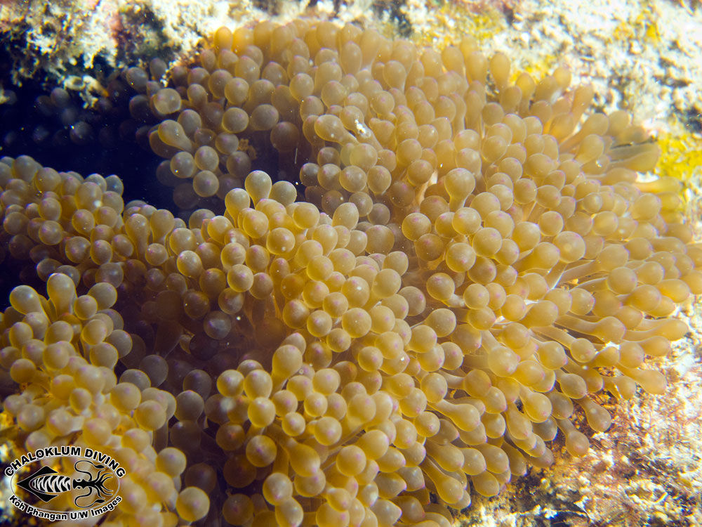 Image of bubble anemone