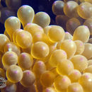 Image of bubble anemone