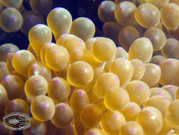 Image of bubble anemone