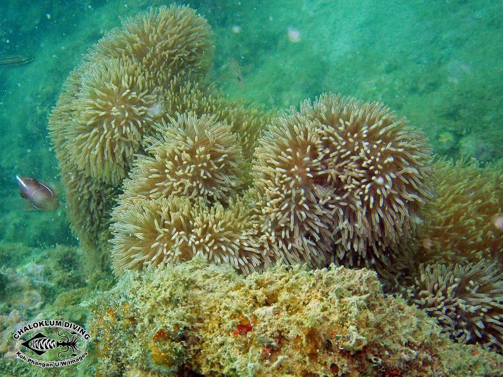 Image of Gigantic sea anemone