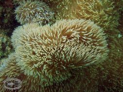 Image of Gigantic sea anemone