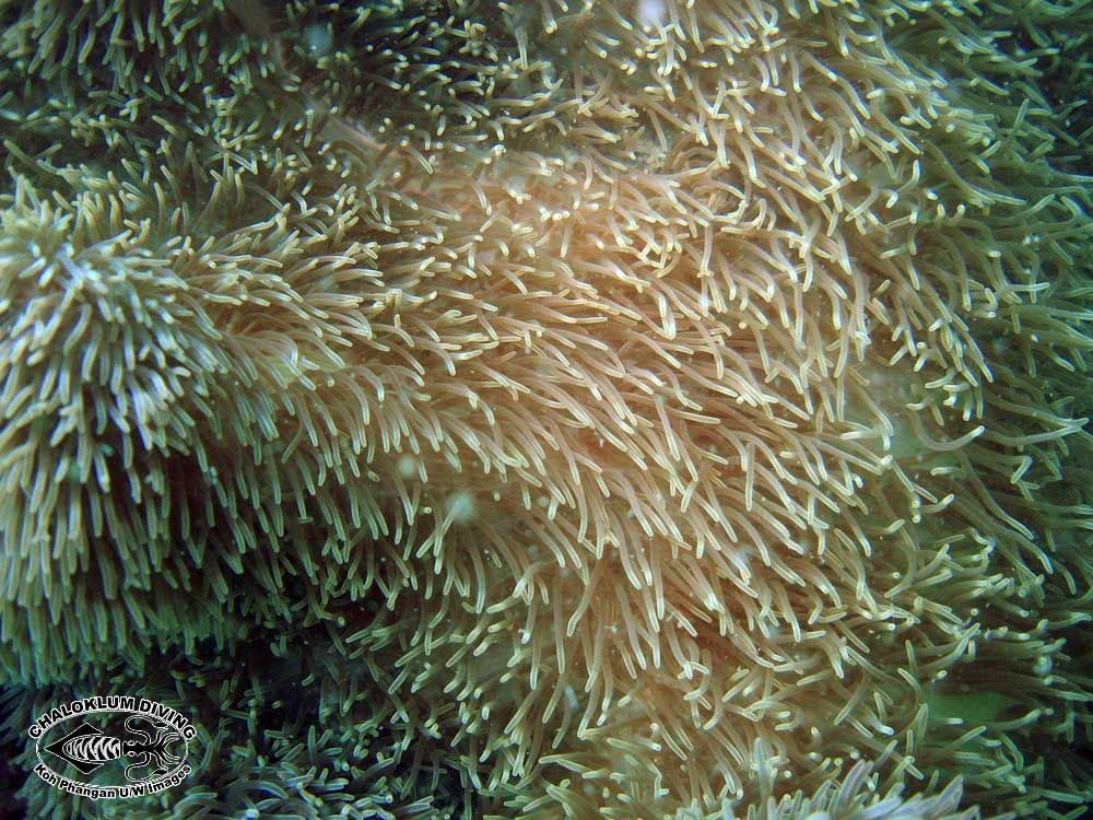 Image of Gigantic sea anemone