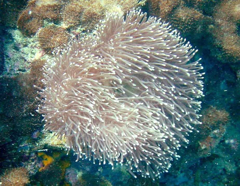 Image of Gigantic sea anemone