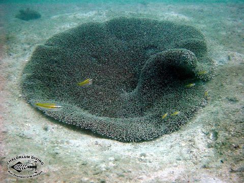 Image of Haddon's Carpet Anemone