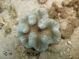 Image of Haddon's Carpet Anemone