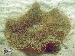 Image of Haddon's Carpet Anemone