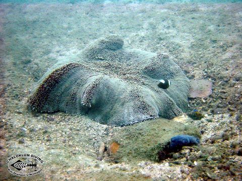 Stichodactyla haddoni (Saville-Kent 1893) resmi