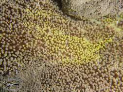 Image of Haddon's Carpet Anemone