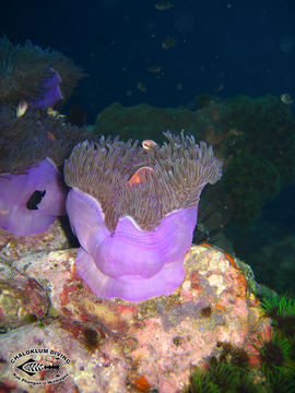 Image of Bulb-Tip Anemone