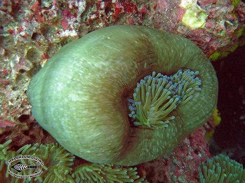 Image of Bulb-Tip Anemone