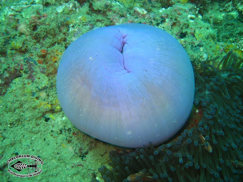 Image of Bulb-Tip Anemone