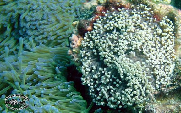 Image of Bulb-Tip Anemone