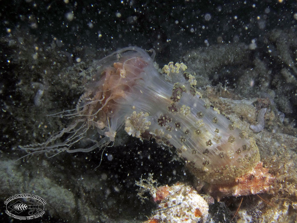 Image of tuberculate night anemone