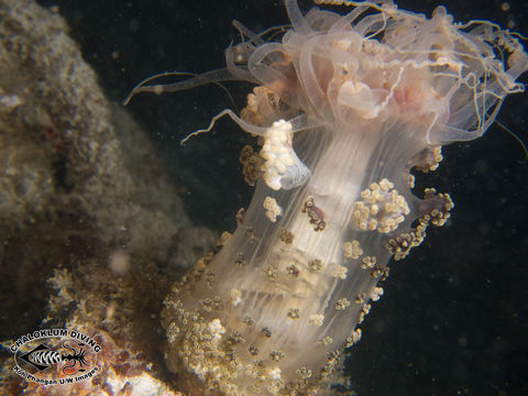 Image of tuberculate night anemone