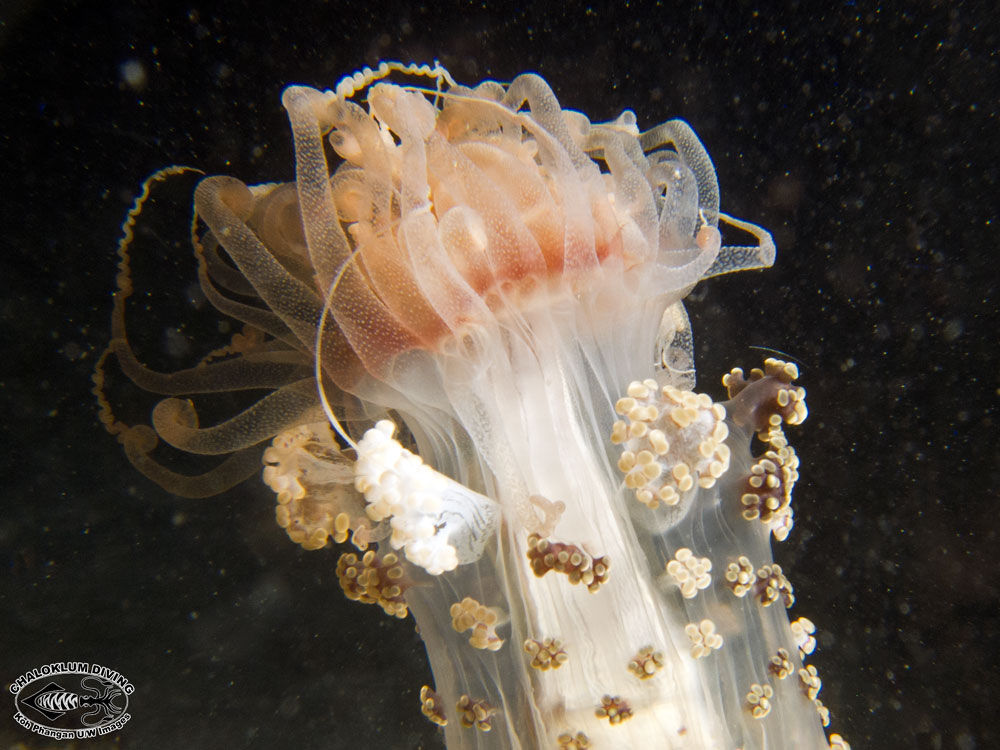 Image of tuberculate night anemone