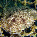 Image of tuberculate night anemone