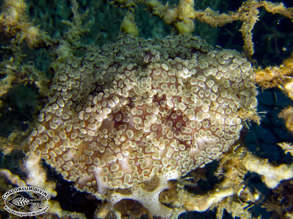 Image of tuberculate night anemone