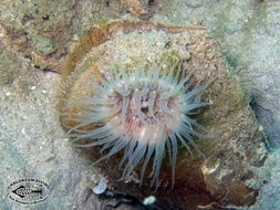 Image of sea anemones